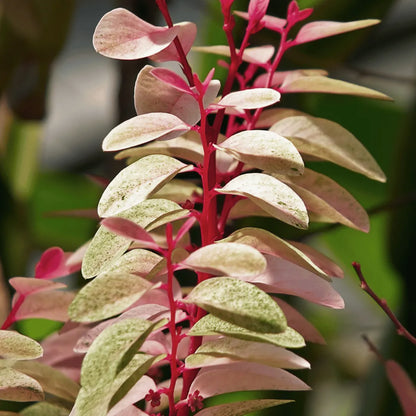 Buy Snowbush (Breynia disticha) Plant Online at Lalitenterprise