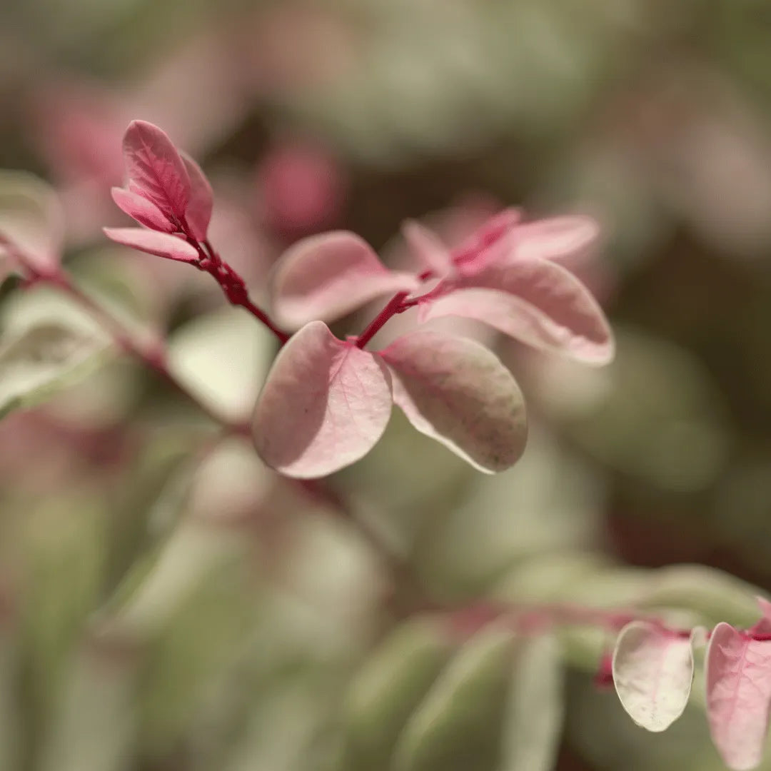 Buy Breynia disticha plant Online at Lalitenterprise