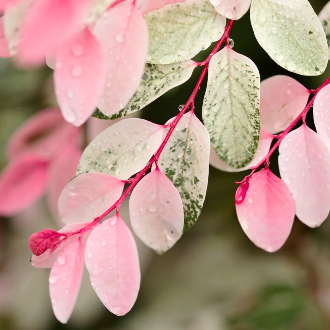 Buy Breynia Disticha - Plant Online at Lalitenterprise