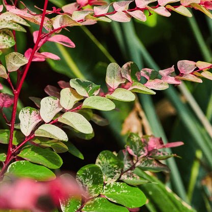 Buy Snowbush (Breynia disticha) Plant Online at Lalitenterprise