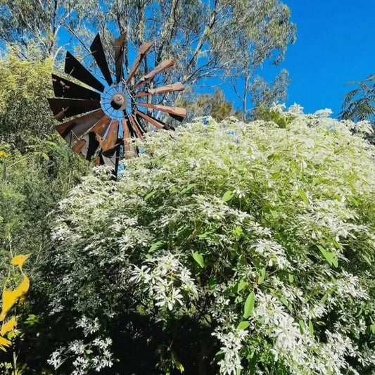 Buy Snowflake Bush (Euphorbia Leucocephala) - Plant Online at Lalitenterprise