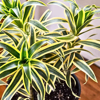 Buy Song of India (Dracaena Reflexa) - Plant Online at Lalitenterprise