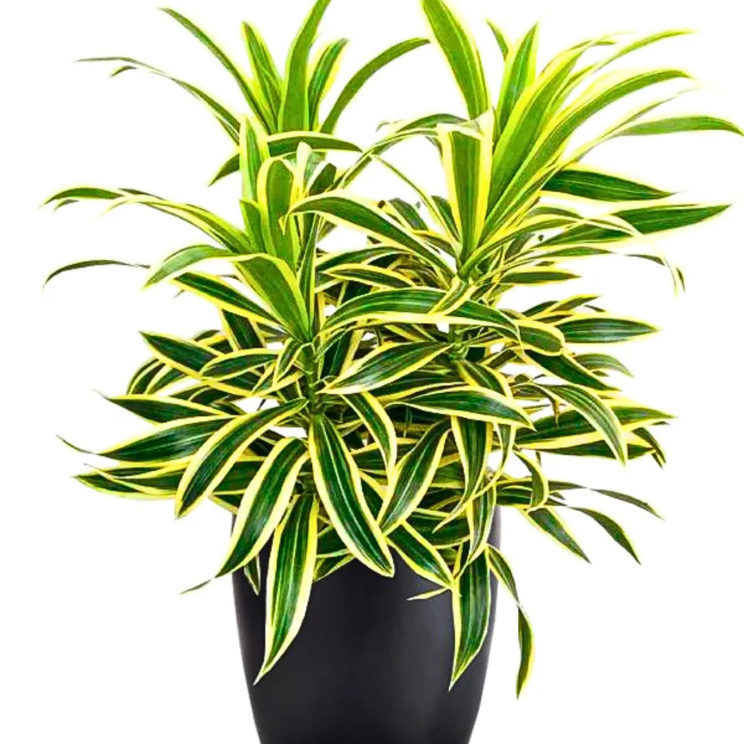 Buy Dracaena Reflexa - Plant Online at Lalitenterprise