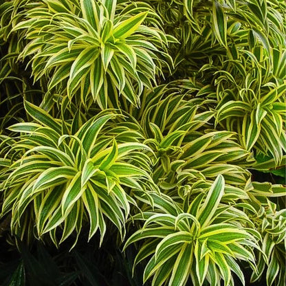 Buy Song of India (Dracaena Reflexa) - Plant Online at Lalitenterprise