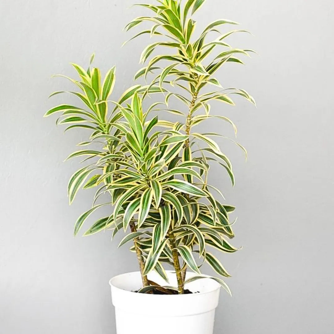 Buy Dracaena Reflexa - Plant Online at Lalitenterprise