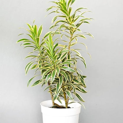 Buy Dracaena Reflexa - Plant Online at Lalitenterprise