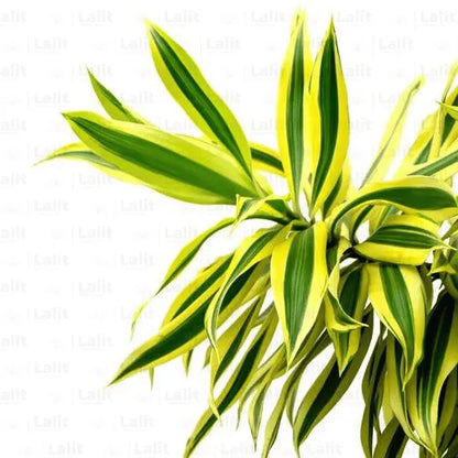 Buy Song of India Plant Online at Lalitenterprise