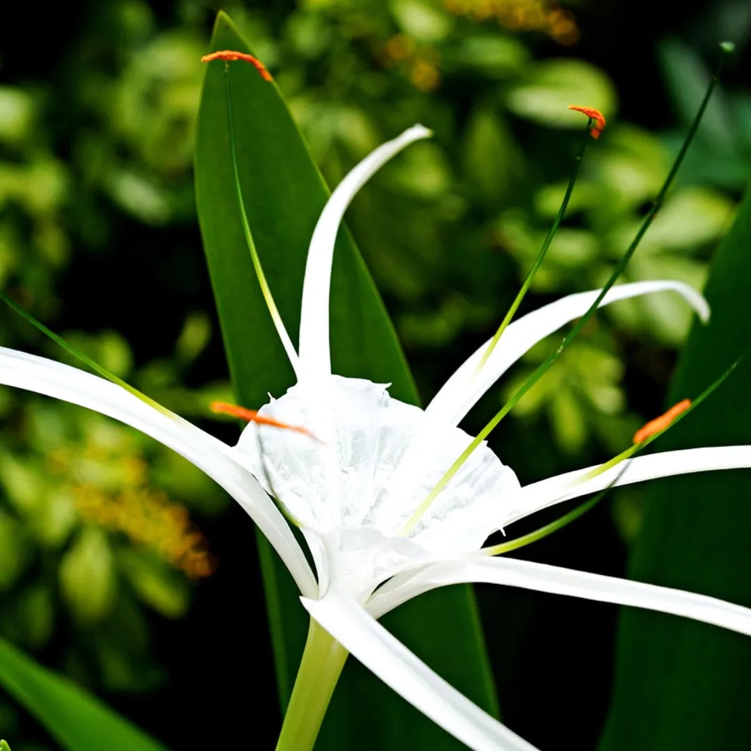 Buy Hymenocallis Littoralis - Plant Online at Lalitenterprise
