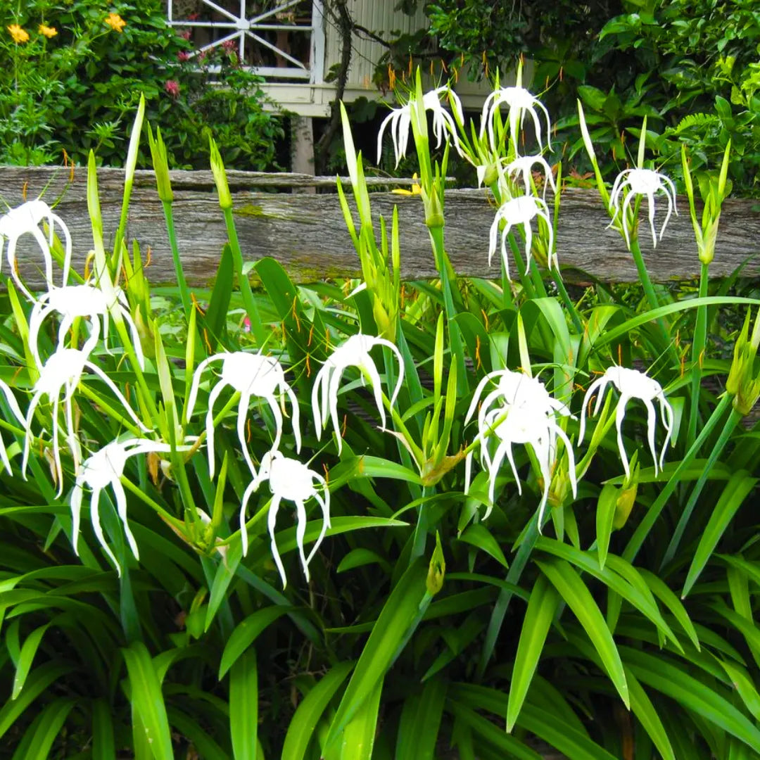 Buy Spider Lily white - Plant Online at Lalitenterprise