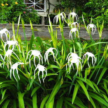 Buy Spider Lily white - Plant Online at Lalitenterprise