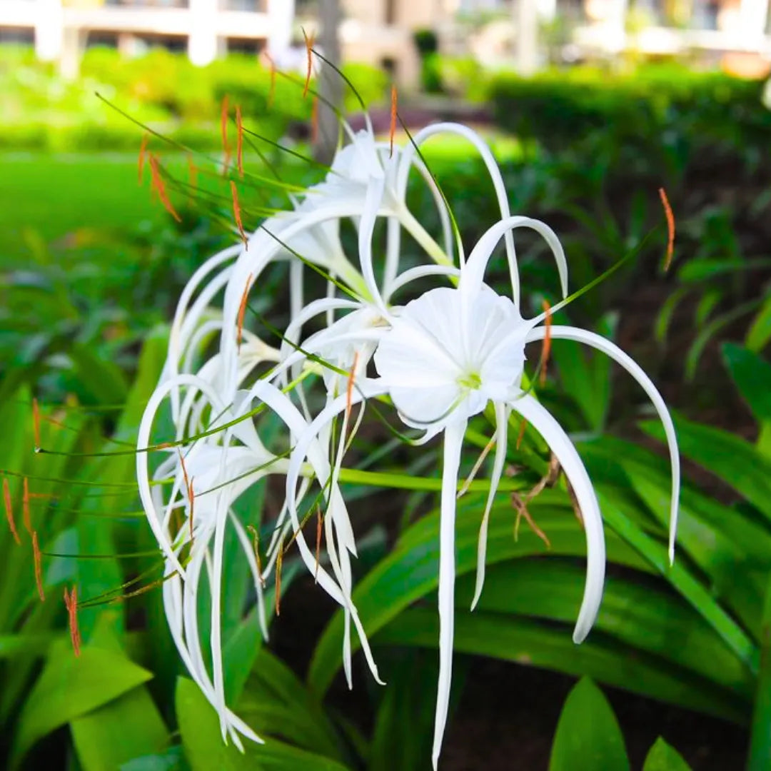 Buy Spider Lily (Hymenocallis Littoralis) - Plant Online at Lalitenterprise