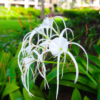 Buy Spider Lily (Hymenocallis Littoralis) - Plant Online at Lalitenterprise