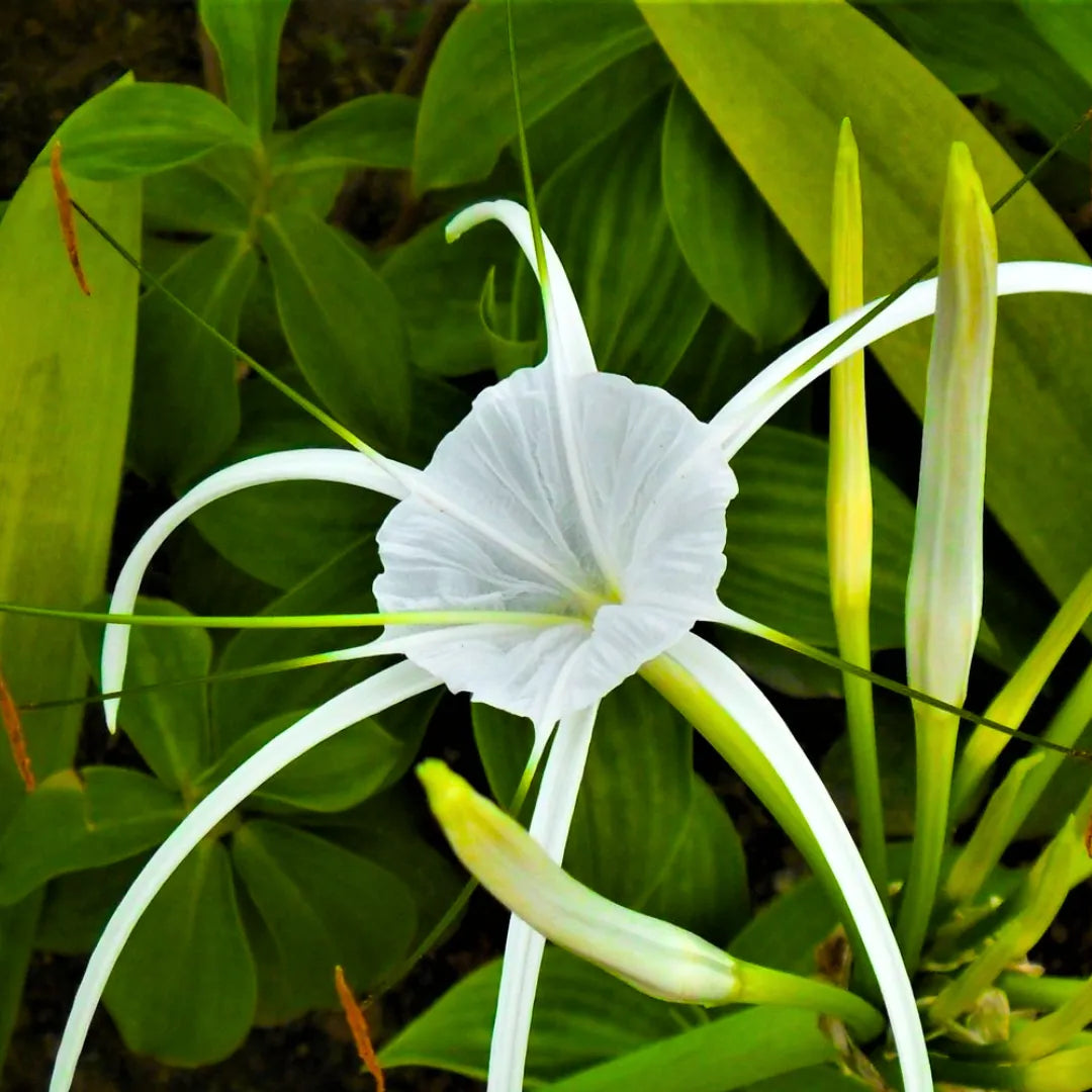 Buy Hymenocallis Littoralis - Plant Online at Lalitenterprise