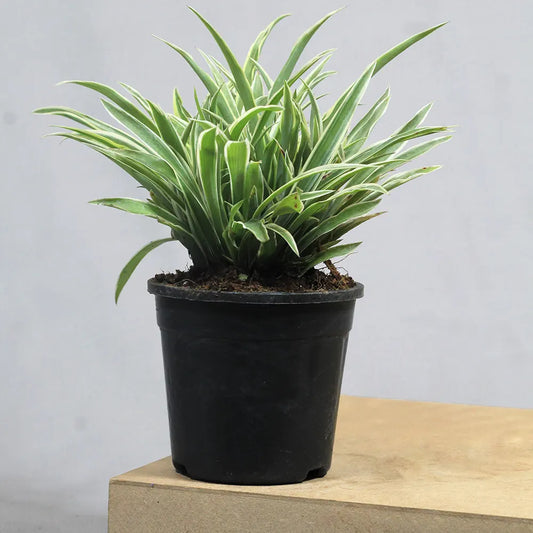 Buy Spider Plant | Chlorophytum Comosum Online at Lalitenterprise