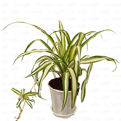 Buy Spider Plant White Online at Lalitenterprise