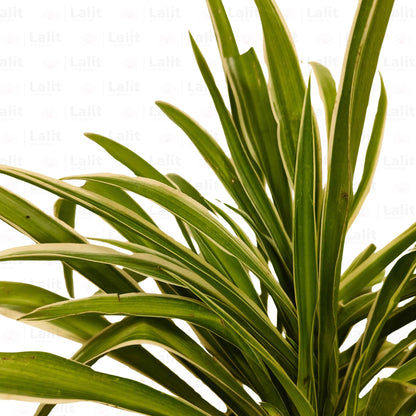 Buy Chlorophytum Comosum plant green Online at Lalitenterprise