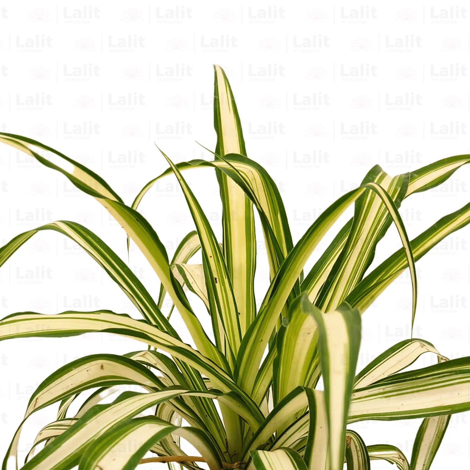 spider plant yellow Spider Plant