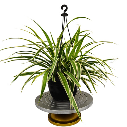 Buy Spider Plant (Chlorophytum Comosum) With Hanging Basket Online at Lalitenterprise