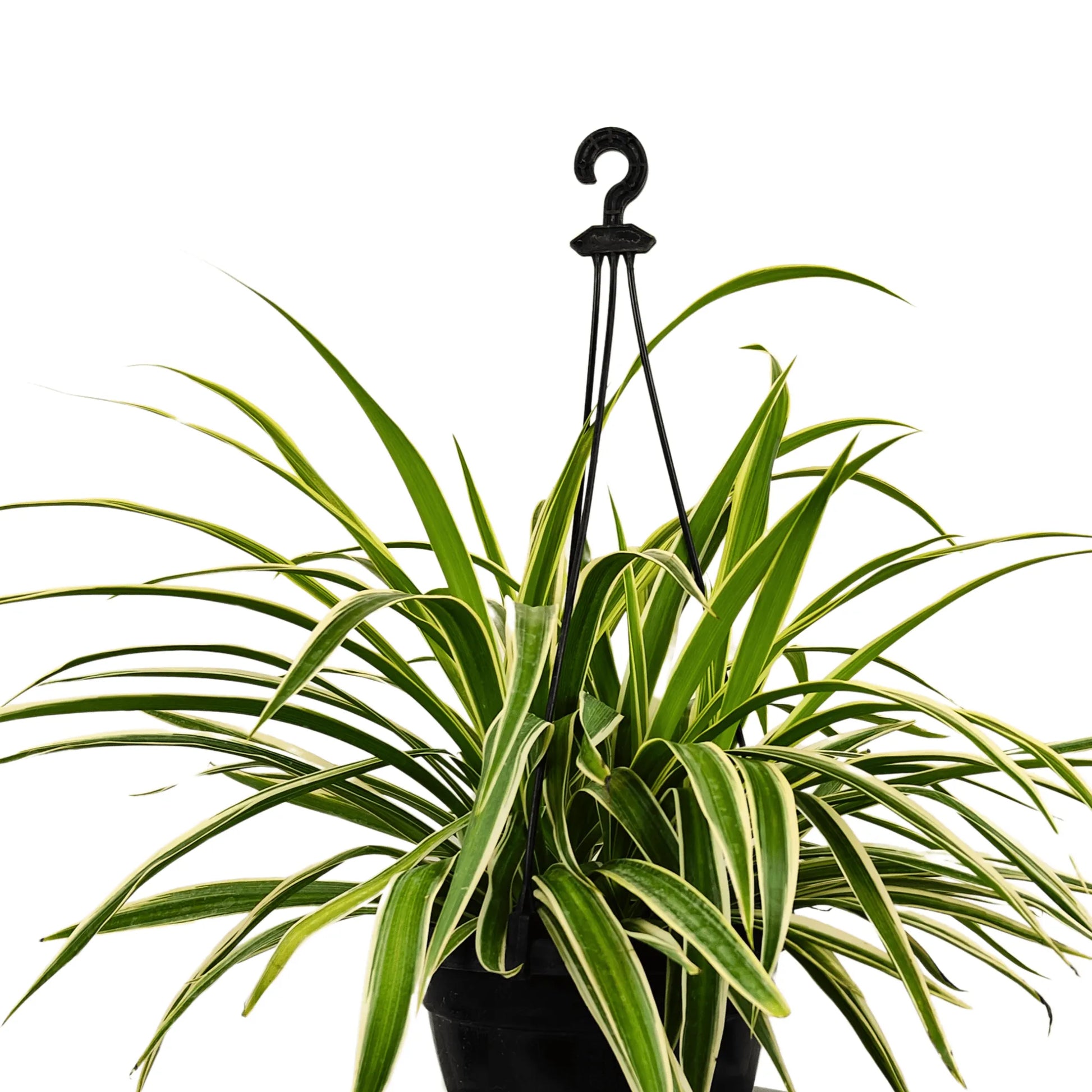 spider plant outside hanging basket Spider Plant (Chlorophytum Comosum) With Hanging Basket – Lalit Enterprise