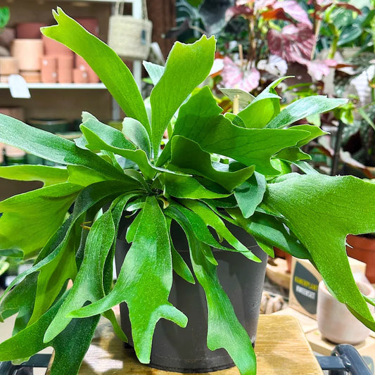 Buy Staghorn Fern (Platycerium Bifurcatum) - Plant Online at Lalitenterprise