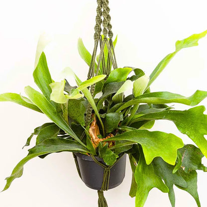 Buy Staghorn Fern (Platycerium Bifurcatum) - Plant Online at Lalitenterprise