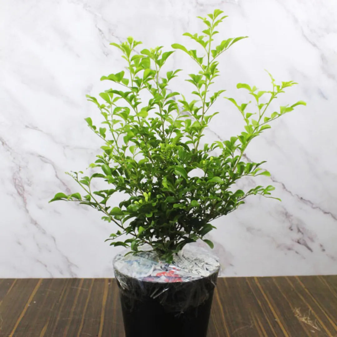 Buy  Murraya Paniculata - Plant Online at Lalitenterprise