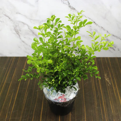 Buy Standard Kamini - Plant Online at Lalitenterprise