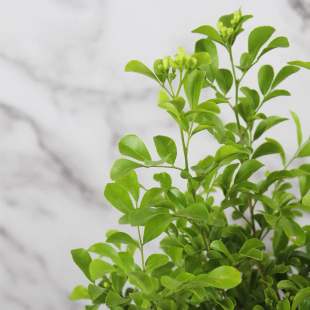 Buy Standard Kamini (Murraya Paniculata) - Plant Online at Lalitenterprise