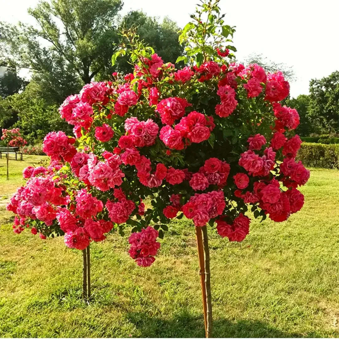 Buy Standing Rose (Pink)- Plant Online at Lalitenterprise