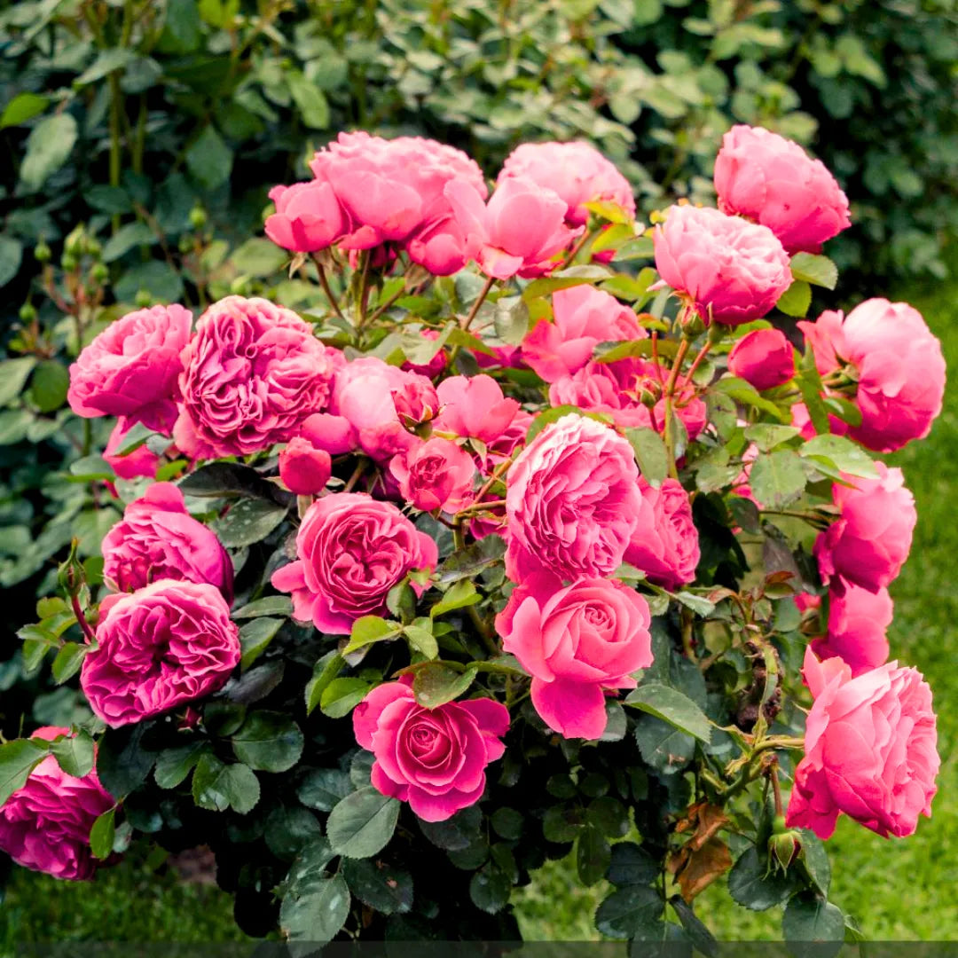 Buy Standard Rose (Pink) - Plant Online at Lalitenterprise