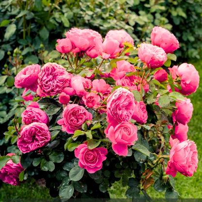 Buy Standard Rose (Pink) - Plant Online at Lalitenterprise