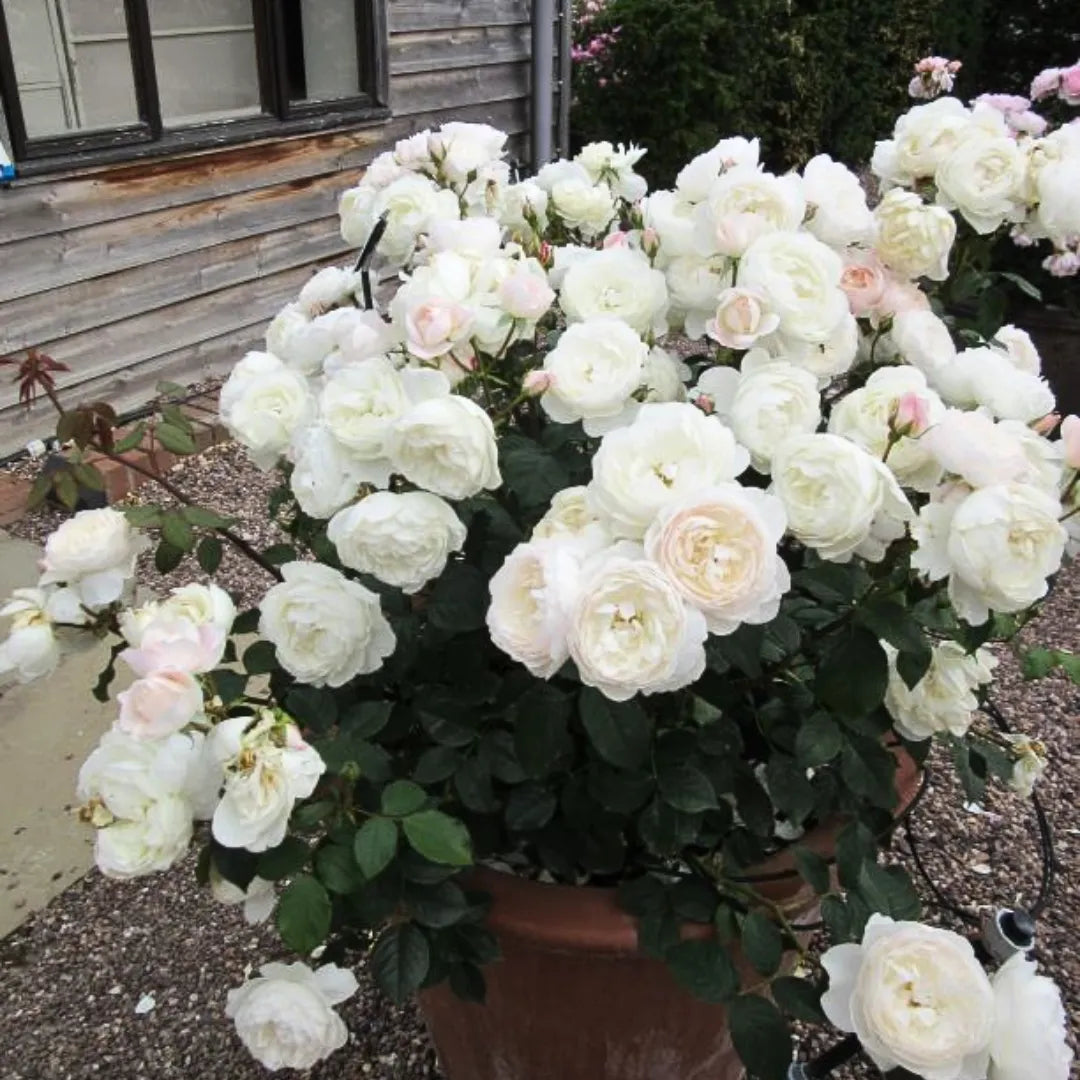 Buy Standard Rose (White) - Plant Online at Lalitenterprise