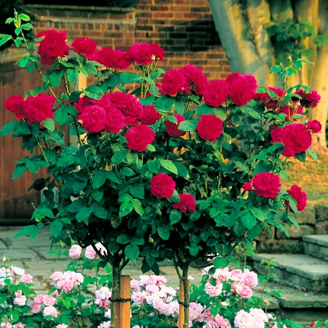 Buy Standard Rose (Red) - Plant Online at Lalitenterprise