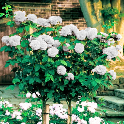 Buy Standard Rose (White) - Plant Online at Lalitenterprise