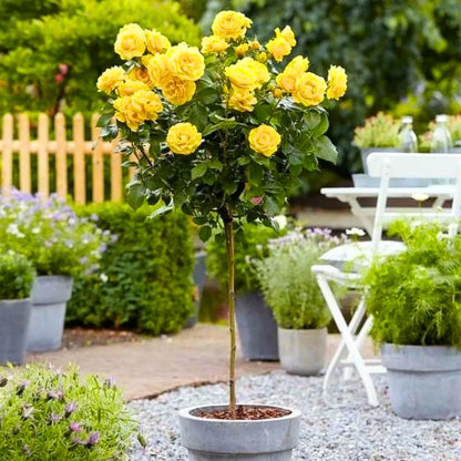 Buy Standard Rose (Yellow) - Plant Online at Lalitenterprise