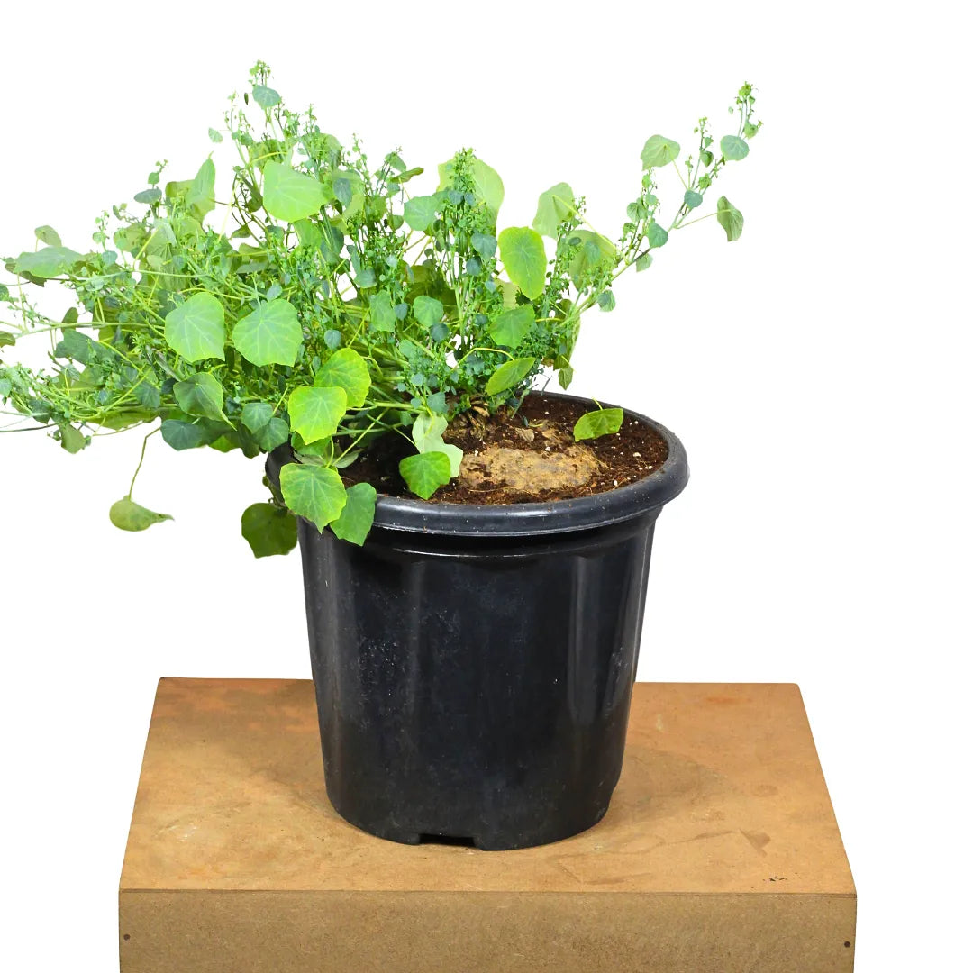 Buy Stephania Tuber  Plant Online at Lalitenterprise