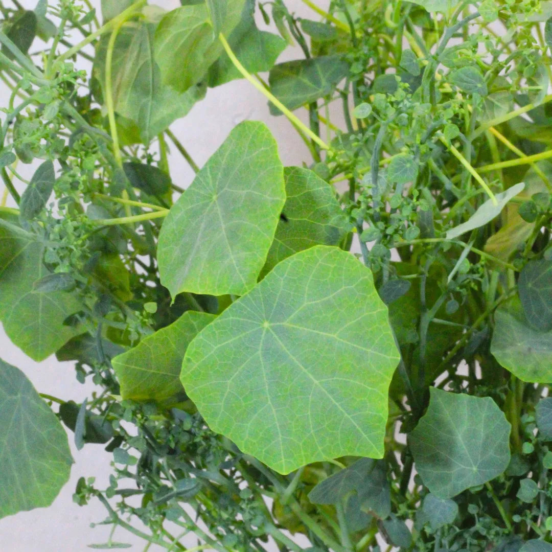 Buy Stephania Tuber  Plant Online at Lalitenterprise