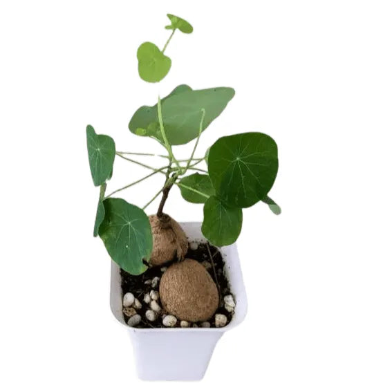 Buy Stephania Tuber Plant Online at Lalitenterprise