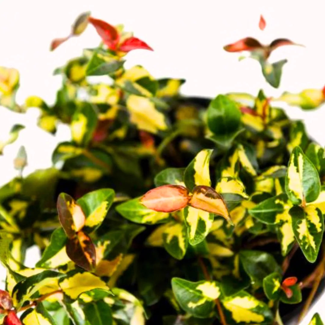 Buy Summer Sunset Asian Minima Jasmine Vine (Trachelospermum Asiaticum) - Plant Online at Lalitenterprise