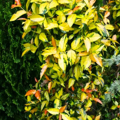 Buy Trachelospermum Asiaticum - Plant Online at Lalitenterprise