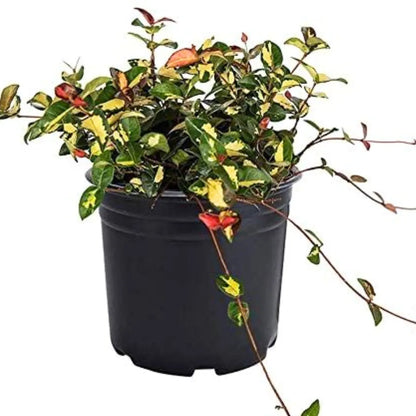 Buy Summer Sunset Asian Minima Jasmine Vine - Plant Online at Lalitenterprise