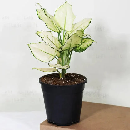 Buy Aglaonema Super White (Aglaonema spp) - Plant Online at Lalitenterprise