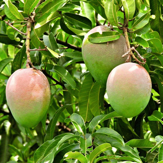 Buy Suvarnarekha Grafted Mango Online at Lalitenterprise