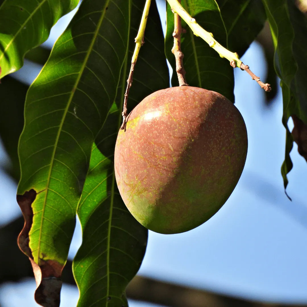 Buy Suvarnarekha Mango "Grafted" - Plant Online at Lalitenterprise
