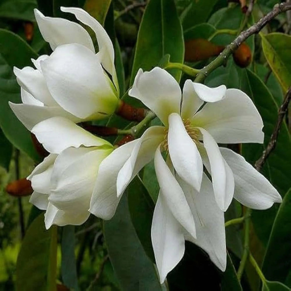 Buy Swarna Charma White "Grafted" (Magnolia Champaca) - Plant Online at Lalitenterprise