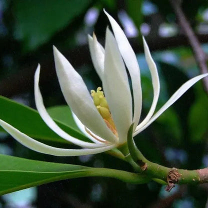 Buy Swarna Charma White "Grafted" (Magnolia Champaca) - Plant Online at Lalitenterprise
