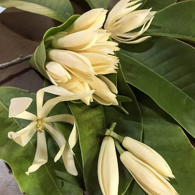 Buy Swarna Charma White "Grafted" (Magnolia Champaca) - Plant Online at Lalitenterprise