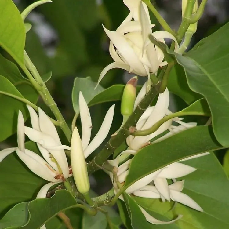 Buy Swarna Charma White "Grafted" (Magnolia Champaca) - Plant Online at Lalitenterprise