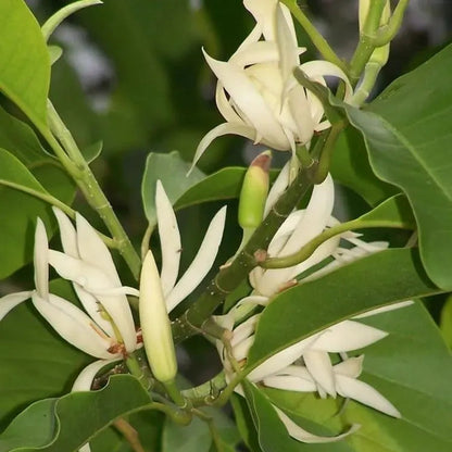 Buy Swarna Charma White "Grafted" (Magnolia Champaca) - Plant Online at Lalitenterprise