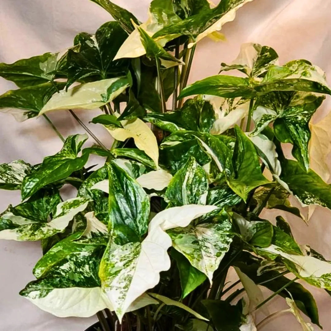 Buy Syngonium Albo "Variegata" - Plant Online at Lalitenterprise